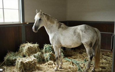 Best English Saddles All Purpose: Buyer’s Guide (2026)