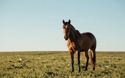Best Horse Grooming Brushes: Buyer’s Guide (2026)