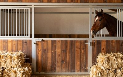Best Horse Joint Supplements: Which One to Buy
