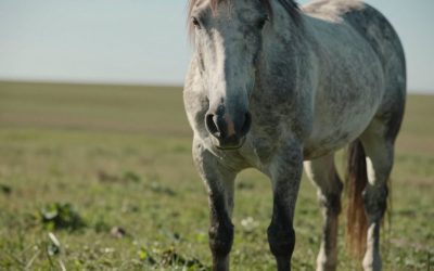 Best Wearable Lameness Sensors for Horses: Buyer’s Guide (2026)