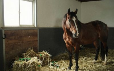 Tough-1 vs Weaver Leather Horse Halters: A Practical Comparison